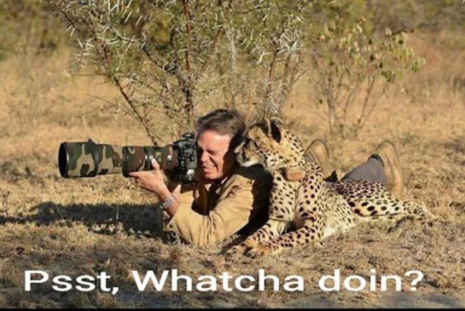 Ta gueule, j'essaie de photographier un léopard !