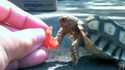 Kevin la tortue et le petit bout de tomate