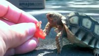 Kevin la tortue et le petit bout de tomate