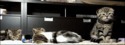Pet de chat et conséquences
