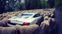 Lambs vs Lambo