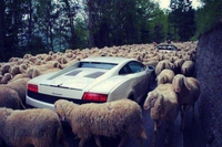 Lambs vs Lambo