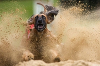 Freinage d'urgence d'un lévrier