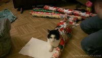 Un chat en cadeau