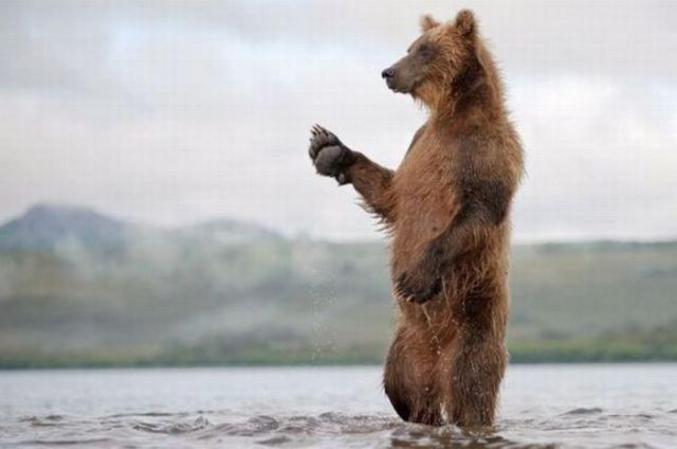 Un ours qui a la cool attitude.
