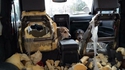 Laisser ses chiens dans la voiture