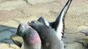 Pigeons amoureux