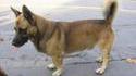 Chien croisé