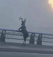 j'aime le son du cor le soir au fond des bois...
