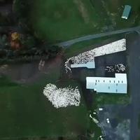 Travail du chien de berger avec les moutons 