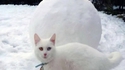 Chat de neige