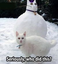 Chat de neige