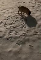 Tel chien, tel maître