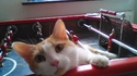 Un chat...