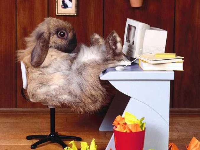 Un lapin pépère devant son ordinateur.