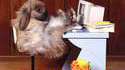 Lapin geek