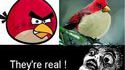 Angry Birds