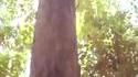 Le phénomène de la timidité des arbres 