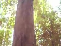 Le phénomène de la timidité des arbres 