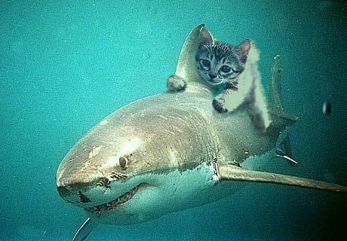 Un chaton sur un requin.