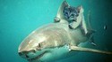 Chaton et requin