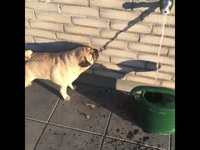 Chien assoiffé et assez con