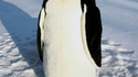 Pingouin ou manchot ?