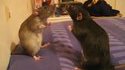 Les rats