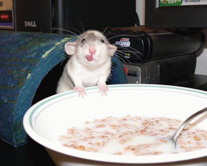 Un hamster se délecte d'un bon bol de lait.