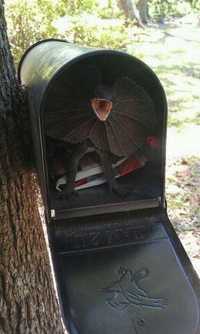 Vous avez du courrier
