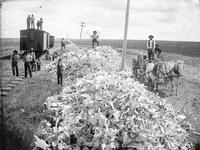 Collecte des os de bisons dans la province d'Alberta (Canada) en 1890.