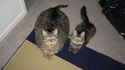 Chats jumeaux