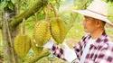 Des durians