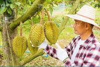 Des durians