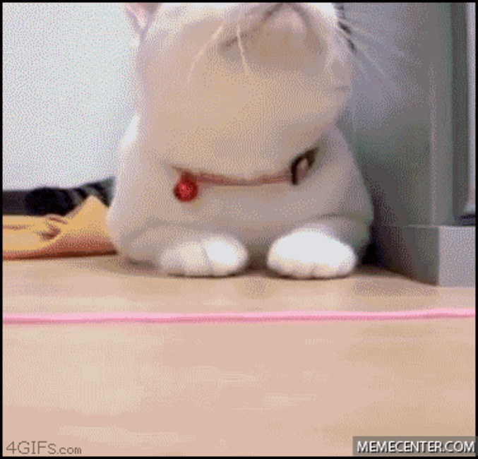 Miam Miaou !