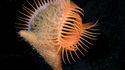 Ceci est une anémone de mer : Actinoscyphia aurelia