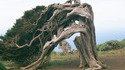 L'effet du vent sur un arbre