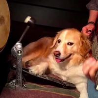 Seven Nation Army dog