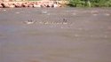 Oies surfeuses