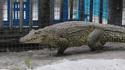 avez-vous déjà vu un croco au gallop ?