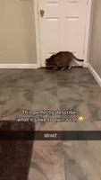 Le concept de chat expliqué en 8 secondes