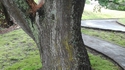 Les arbres travaillent