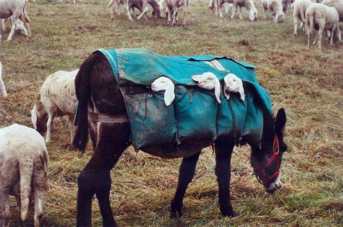 Un âne chargé de transporter les jeunes moutons.