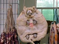 Le pangolin : Maintenant qu'il a été innocenté, vous pouvez en manger en toute sécurité.