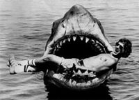 Requin végétarien