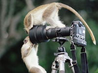 Salut!