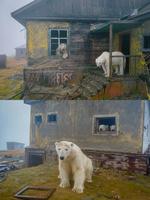 Les hommes sont partis, les ours blancs sont restés...