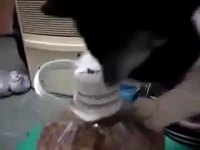 Un chat qui a faim