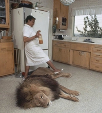 Gros chat