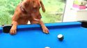 Les chiens et les chats qui jouent au billard